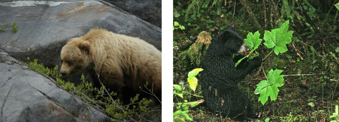 bears feeding