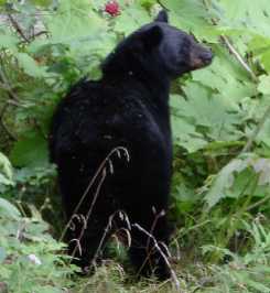 Black bear feeding on devil's club plant