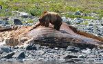 Bear on top of whale
