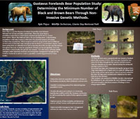 Gustavus Forelands Bear Study poster