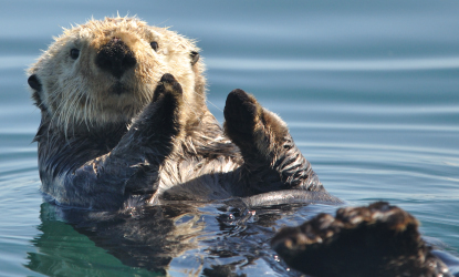 sea otters are abundant in the lower portions of Glacier Bay.