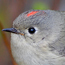 Ruby crowned kinglet
