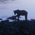 scavenging