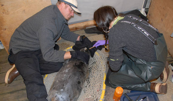 NPS biologist, Jamie Womble, and that National Marine Mammal Laboratory biologist, John Jansen, applying satellite-linked transmitter to harbor seal. 