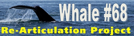 Whale 68 Re-articulation Project!