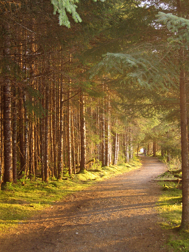 Beach Trail to the Campground