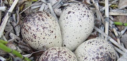 Bird nest with 4 speckled eggs.