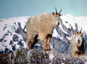 Mountain Goats are found on steep mountian sides.