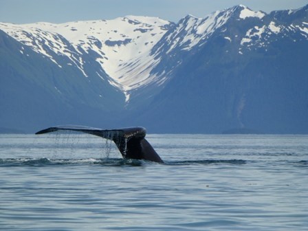 humpback whale flukes