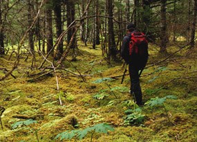 hiker in forest