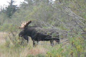 Bull moose