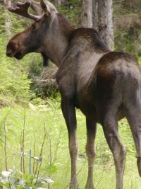Moose are commonly sighted in Bartlett Cove and around Gustavus. Moose are commonly sighted in Bartlett Cove and around Gustavus.