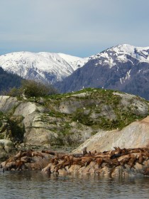 Sea Lions at South Marble Island.