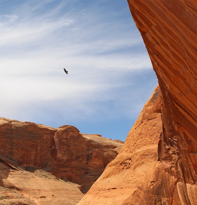Large raptor soars above the canyon.