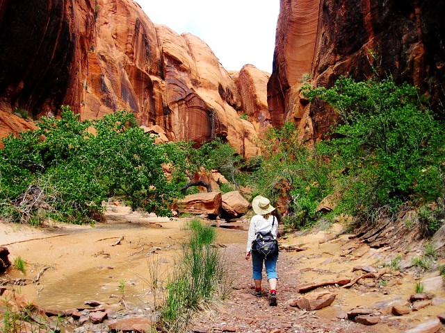 A hiker walks through a lush wet canyon floor. Orange cliffs rise above her.