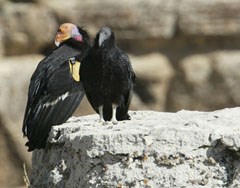 Two large black birds, one bigger, with a red head, and one smaller, with a grey head, sit on a rock. Two large black birds, one bigger, with a red head, and one smaller, with a grey head, sit on a rock.