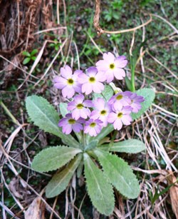 Small purple flowers with spiky leaves in a lush surrounding.