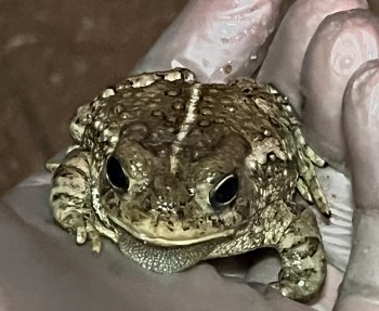 Toad in palm of hand