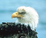 Closeup of shaggy bald eagle head looking to the left.