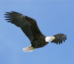 Bald eagle in flight.