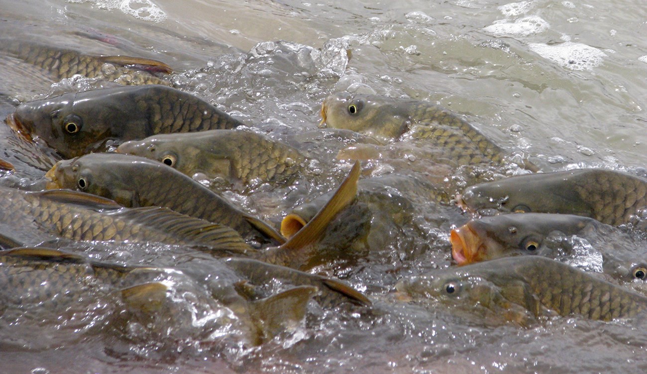 A frenzied group of large carp at the water surface