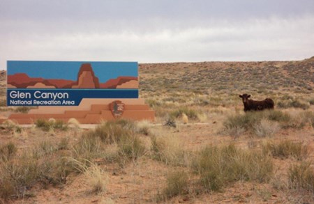 cow next to road sign