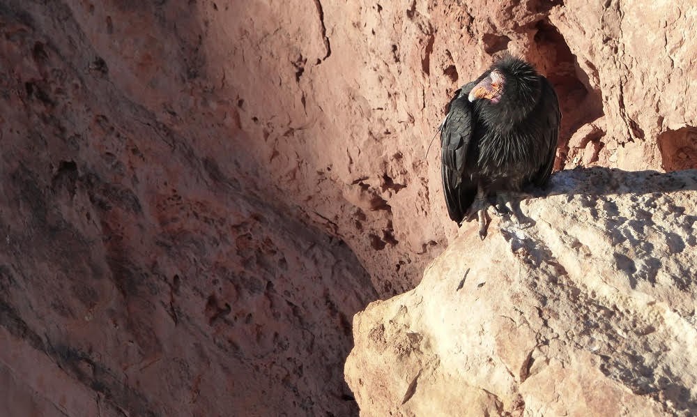 Adult condor with bristling black feathers and red face perches in sunny spot on cliff
