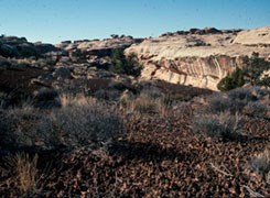 Close up of dark mottled soil in front of a cliff.