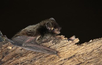 Bats Glen Canyon National Recreation Area U S National Park
