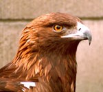 Closeup of golden eagle head tooking to the right.