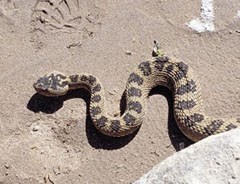 Spotted snake with fat head.