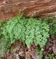 Lush ferns hang from the ceiling of a sandstone alcove.