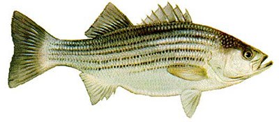Drawing of a striped bass.