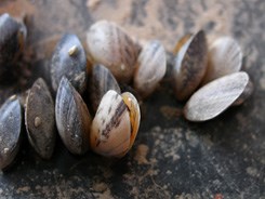 Close-up of a cluster of quagga mussels. In real life they are tiny. Close-up of a cluster of quagga mussels. In real life they are tiny.