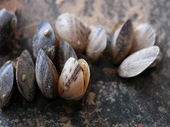 Close-up of a cluster of quagga mussels. In real life they are tiny.