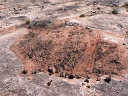 Tire tracks on cryptobiotic soil crust.