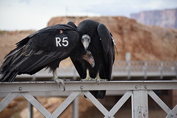 Two condors stand on a metal railing. One faces the camera