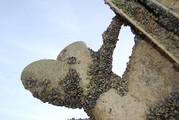A boat propeller is lifted into the air. It is covered with mussels. A boat propeller is lifted into the air. It is covered with mussels.
