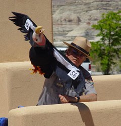 A park ranger stands behind a wall. He is displaying a condor puppet in flight. The puppet's head is upside-down.
