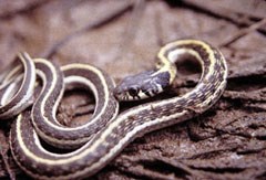 Black and white striped snake.