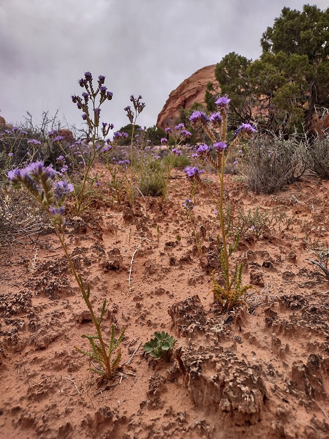 flower growing out of crusty soil