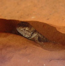 A lizard with a big head looks out from in between two rocks.