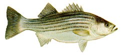 Drawing of a striped bass.