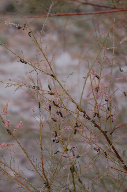 A lot of dark larvae holding on to sparse tree branches.