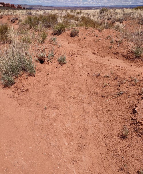 footprints in dirt