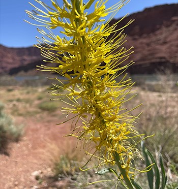 Tall plant with thin yellow flowers up the stem