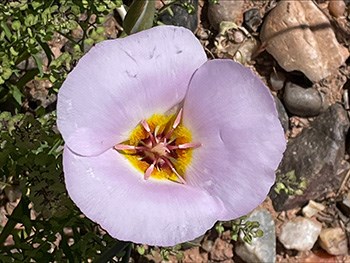 pink flower with three wide petals growing close to ground