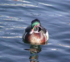 A fat duck with red eys faces the camera.