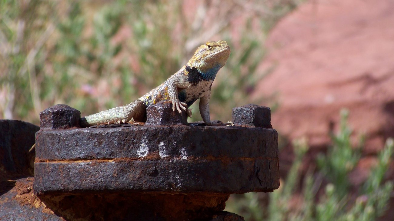 Spiny lizard sitting on historic machinery exposes blue, black, and white underbelly