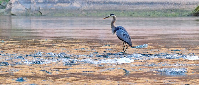 A long tall bird stands on a rock in the river. A long tall bird stands on a rock in the river.
